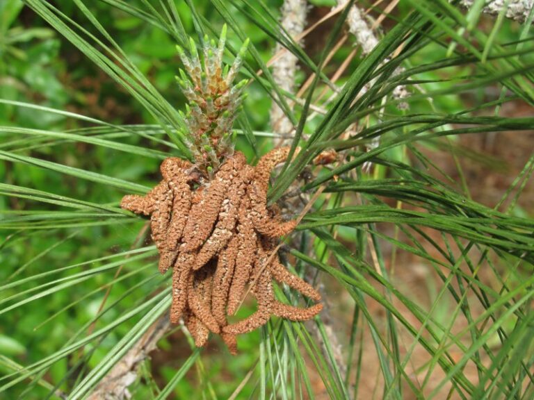 Yellow Pollen Everywhere! Backyard Bay